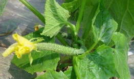 花红柳绿吃瓜爆料汇总,娱乐圈风云再起，精彩瞬间大盘点