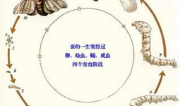 蚕的一生视频,从卵到丝的奇妙旅程